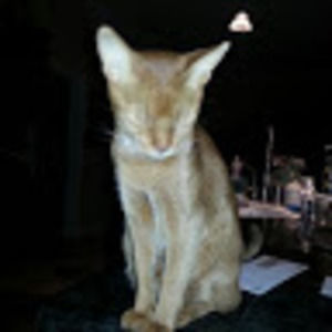 Meet your Posher, Lynn